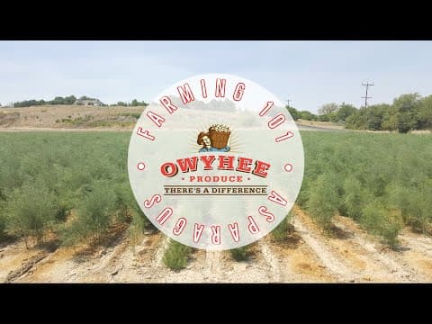 Farming 101 Asparagus